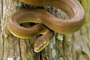 Tropics Prints: Tropical Rat Snake - Found from Arizona to Costa Rica - constictor - Santa Rosa National park - tropical dry forest