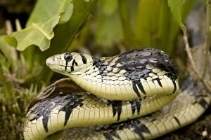 Images Dated 19th July 2011: Tropical Rat Snake - defensive display - tropical rainforest - Costa Rica