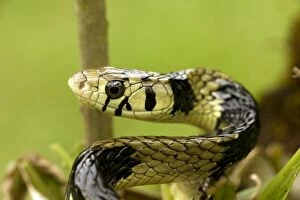 Images Dated 19th July 2011: Tropical Rat Snake - tropical rainforest - Costa Rica