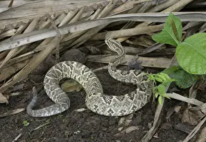 Tropical Rattelsnake Llanos, Hato El Frio, Venezuela sub-species C. d. durissus or C. d. cumanensis