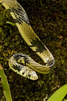 Tropical / Tiger Rat Snake - Costa Rica