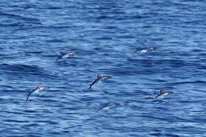Tropical two-wing flyingfish - in the strait of Gibraltar