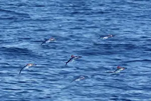 Jumping Prints: Tropical two-wing flyingfish - in the strait of Gibraltar. Spain