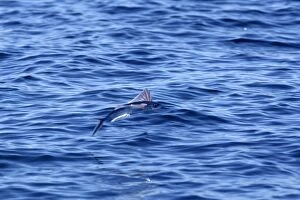Images Dated 22nd June 2007: Tropical two-wing flyingfish - in the strait of Gibraltar. Spain