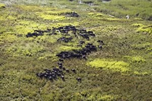 Images Dated 23rd April 2006: troupeau de buffle noir Buffalo Syncerus caffer