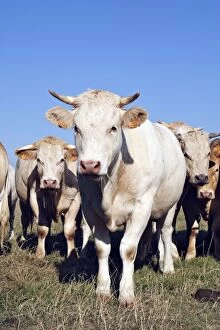 Images Dated 11th August 2007: troupeau de jeunes vaches charolaises