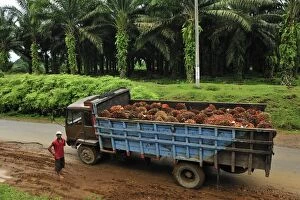 Images Dated 4th December 2008: Truck with oilpalm fruits - oil palm plantation