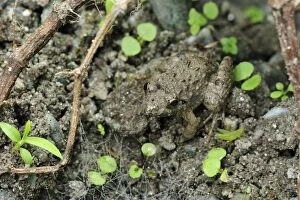 True Frog camouflaged against mud
