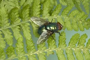 True Greenbottle Fly / Blowfly - sunning itself on a fern frond