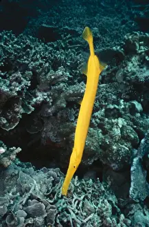 Trumpetfishes Prints: Trumpet Fish In hunting position. Great Barrier Reef Indo Pacific