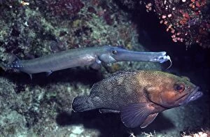 Images Dated 9th May 2006: Trumpet Fish - & Speckled-fin Rock Cod, the Trumpet fish hovers next to Speckeled Fin Rock Cod