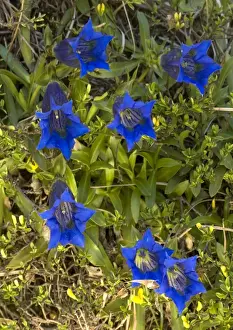 Gentian Prints: A trumpet gentian, on limestone