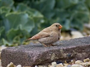 Images Dated 13th June 2005: Trumpeter Finch
