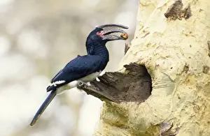 Hornbills Prints: Trumpeter Hornbill - with food in beak