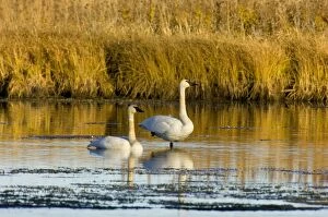 Images Dated 23rd October 2005: Trumpeter Swan