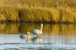 Images Dated 23rd October 2005: Trumpeter Swan