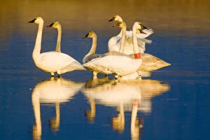 Trumpeter swan family in last light at pond