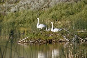 Buccinator Gallery: Trumpeter Swan - family resting on old Beaver lodge