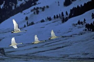 Buccinator Gallery: Trumpeter Swan - migrating - November