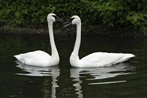 Images Dated 1st June 2006: Trumpeter Swan-pair courtship displaying on lake, Washington WWT, Tyne and Wear UK