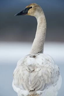 Buccinator Gallery: Trumpeter Swan portrait from the rear in snow landscape