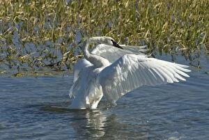 Trumpeter swan - Wing stretching