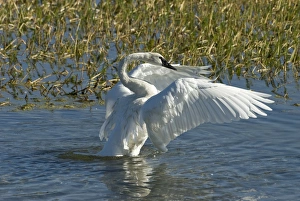Images Dated 15th September 2007: Trumpeter swan Wing stretching Hayden Valley, Yellowstone NP USA