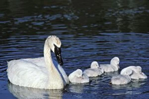 Buccinator Gallery: Trumpeter Swan - with young cygnets - June