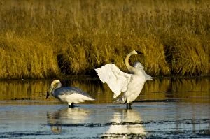Images Dated 23rd October 2005: Trumpeter Swans