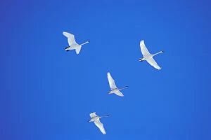 Buccinator Gallery: Trumpeter Swans - on autumn migration - November