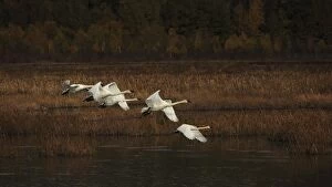 Images Dated 28th September 2014: Trumpeter Swans in flight