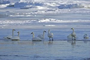 Buccinator Gallery: Trumpeter Swans on migration resting on ice