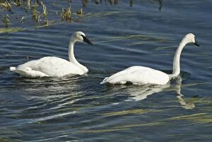 Images Dated 15th September 2007: Trumpeter swans Pair swimming Hayden Valley, Yellowstone NP USA