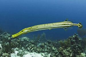 Images Dated 11th November 2011: Trumpetfish (Aulostomus maculatus), Bonaire