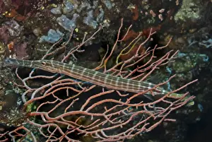 Thin Prints: Trumpetfish - This fish is hiding in the coral waiting for a smaller fish to swim by