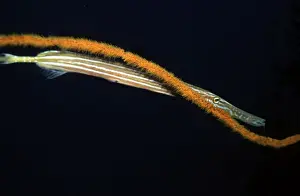 Behavour Prints: Trumpetfish - hovers next to a whip coral waiting for it's prey