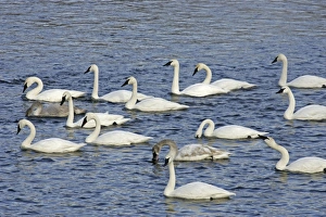 Images Dated 6th January 2005: Trumpter Swan Mississippi River Minnesota, USA