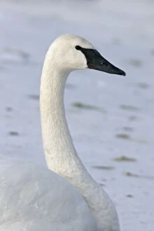 Images Dated 5th January 2005: Trumpter Swan Mississippi River Minnesota, USA