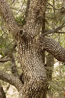 Junipers Prints: Trunk of Alligator Juniper Juniperus deppeana, Madera canyon, Arizona