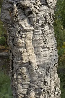 Cork Prints: Trunk of cork oak - Eden Project Bodelva St Austell Cornwall UK