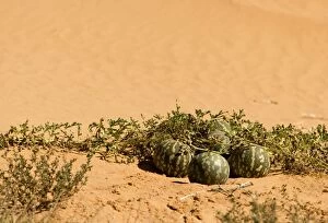 Images Dated 10th May 2008: Tsamma Melon on Red Kalahari Sand - Kalahari Desert - Kgalagadi National Park - South Africa