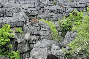 Tsingy - Limestone pinnacles