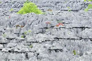 Pinnacle Prints: Tsingy - Limestone pinnacles - Ankarana National Park - Northern Madagascar