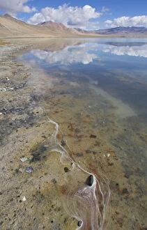 Tso Kar lake shore showing Artemia sp. (probably