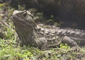 Tuatara - ancient lizard, distintly different from other groups
