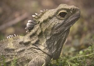 Images Dated 24th January 2005: Tuatara -ancient lizard, distintly different from other groups. Endemic to New Zealand