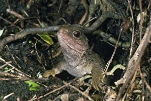 Images Dated 26th October 2007: Tuatara - at burrow entrance