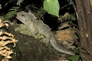 Zealand Prints: Tuatara lizard. Rainbow Springs North Island New Zealand