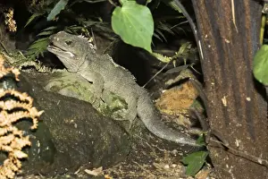 Tuatara lizard. Rainbow Springs North Island New Zealand. Sphenodon is an ancient survivor from the Juassic period - the age of dinasaurs amd survives in limited numbers on some of New Zealands outlying islands where predators have been eliminated