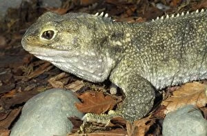 Images Dated 14th November 2008: Tuatara Small Islands of New Zealand